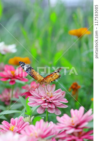A fritillary butterfly sucking nectar from a zinnia flower A fritillary butterfly sucking nectar from a zinnia flower 117583085