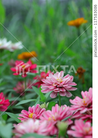 Cute pink zinnia flowers blooming in a flower field Cute pink zinnia flowers blooming in a flower field 117583086
