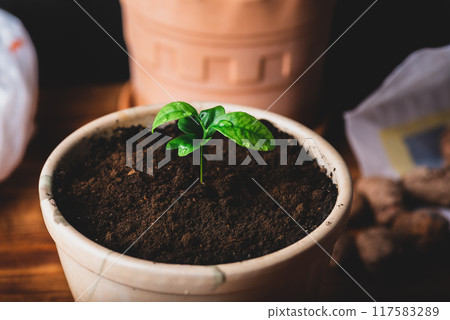 Young Tangerine Plant in a Ceramic Pot Young Tangerine Plant in a Ceramic Pot 117583289