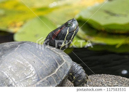 綠海龜幹殼 117583531