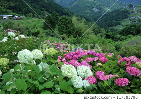 八條稻田、繡球花盛開的季節（高知縣大豐町） 117583796