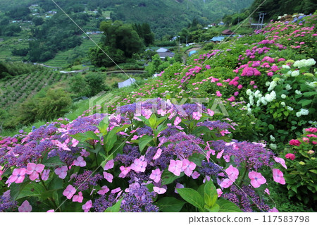 Hydrangeas in the eight acres of Ootoyo Town (Kochi Prefecture) Hydrangeas in the eight acres of Ootoyo Town (Kochi Prefecture) 117583798