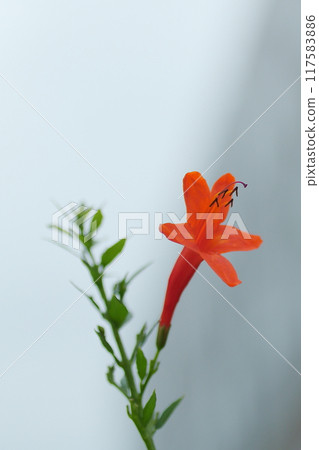 Small Trumpet Creeper Flower 117583886