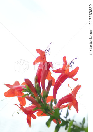 Small Trumpet Creeper Flower 117583889
