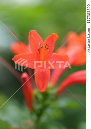Small orange Trumpet Creeper flowers 117583890