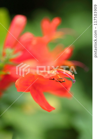 Orange Trumpet Creeper amongst the greenery 117583909