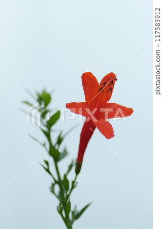 Bright orange Trumpet Creeper flowers 117583912