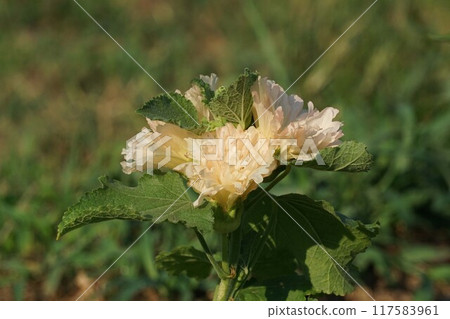Tatiaoi花 Tatiaoi花 117583961