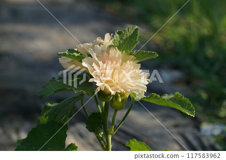Tatiaoi花 Tatiaoi花 117583962