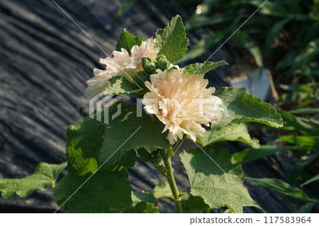 Tatiaoi花 Tatiaoi花 117583964