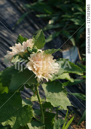 Tatiaoi flowers Tatiaoi flowers 117583965