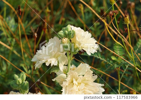 Tatiaoi花 Tatiaoi花 117583966