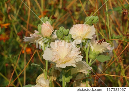 Tatiaoi花 Tatiaoi花 117583967