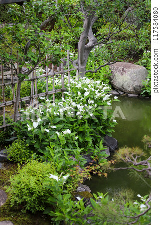 A garden in full bloom A garden in full bloom 117584080