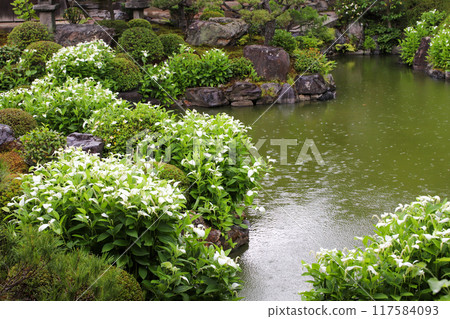 A garden in full bloom 117584093