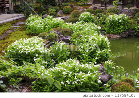 仲夏時節色彩繽紛的花園 仲夏時節色彩繽紛的花園 117584105