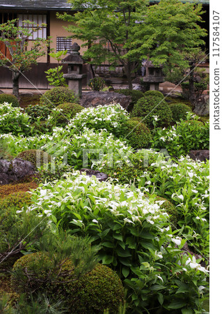 A garden in full bloom during the summer A garden in full bloom during the summer 117584107