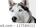 狗（西伯利亞哈士奇） 117584111