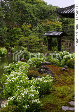 仲夏時節色彩繽紛的花園 117584112
