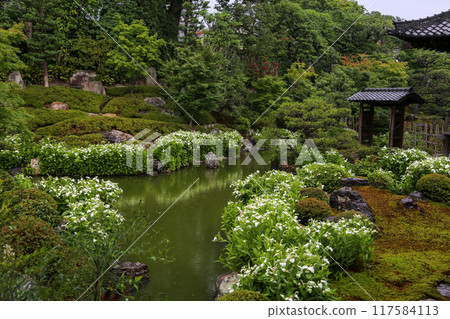 A garden in full bloom during the summer A garden in full bloom during the summer 117584113