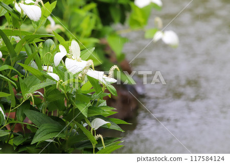 A garden in full bloom during the summer 117584124
