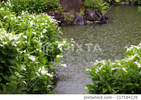 仲夏時節色彩繽紛的花園 117584126