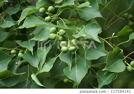 Young fruit of Chinese tallow Young fruit of Chinese tallow 117584141