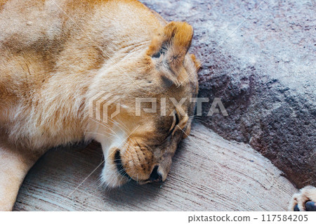 睡獅 睡獅 117584205