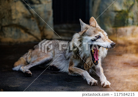 打哈欠的中國狼 打哈欠的中國狼 117584215