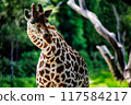 好奇的長頸鹿 117584217