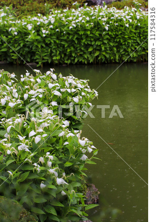 A garden in full bloom during the summer A garden in full bloom during the summer 117584316