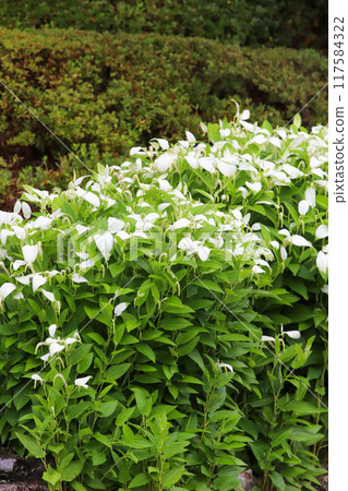 A garden in full bloom during the summer A garden in full bloom during the summer 117584322