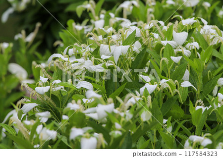 A garden in full bloom during the summer A garden in full bloom during the summer 117584323