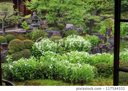 A garden in full bloom during the summer A garden in full bloom during the summer 117584332