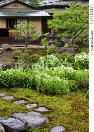 仲夏時節色彩繽紛的花園 117584333