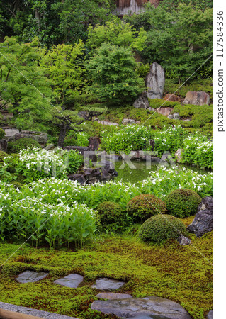 A garden in full bloom during the summer A garden in full bloom during the summer 117584336
