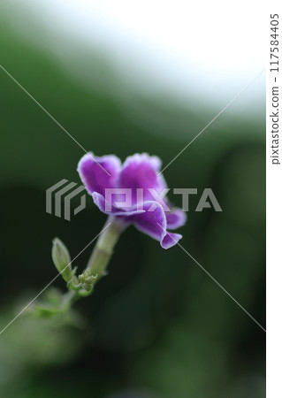 Small purple Duranta flowers in the sunlight 117584405