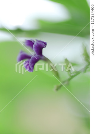 Purple duranta flower close up 117584406