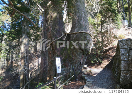 Tamaki Shrine/Meotosugi 117584555