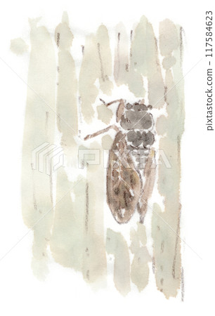 Summer landscape, watercolor illustration of a brown cicada resting on a tree trunk Summer landscape, watercolor illustration of a brown cicada resting on a tree trunk 117584623