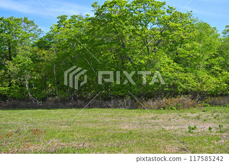 Hotaka, Tashiro Marsh, Early Summer Scenery, Gunma Prefecture 117585242