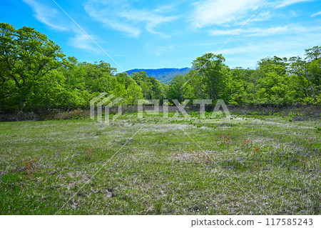 武田代濕地初夏風光 群馬縣 117585243
