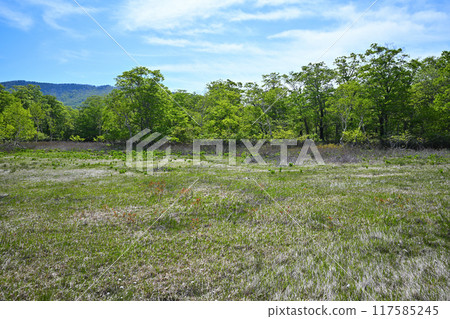 武田代濕地初夏風光 群馬縣 武田代濕地初夏風光 群馬縣 117585245