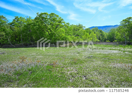武田代濕地初夏風光 群馬縣 117585246