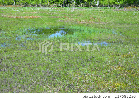 Hotaka, Tashiro Marsh, Reservoir, Early Summer Scenery, Gunma Prefecture Hotaka, Tashiro Marsh, Reservoir, Early Summer Scenery, Gunma Prefecture 117585256