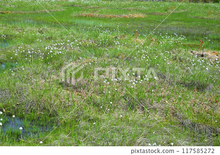 Hotaka, Tashiro Marshland, Cotton Grass and Stagnant Water, Early Summer Scenery, Gunma Prefecture Hotaka, Tashiro Marshland, Cotton Grass and Stagnant Water, Early Summer Scenery, Gunma Prefecture 117585272