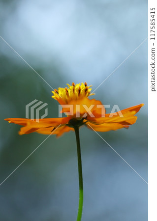 Kibana cosmos blooming towards the blue sky Kibana cosmos blooming towards the blue sky 117585415