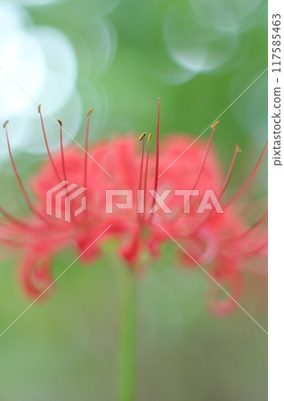 紅蜘蛛百合 紅蜘蛛百合 117585463