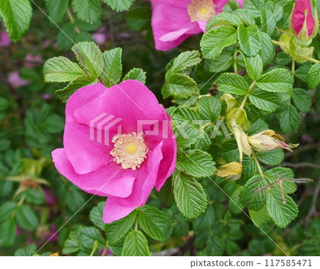This is a photo of a rose bush. A rose bush is a plant of the rose family that blooms beautiful pink flowers. 117585471