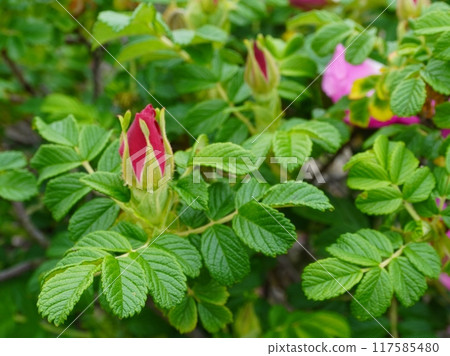 This is a photo of a rose bush. A rose bush is a plant of the rose family that blooms beautiful pink flowers. 117585480